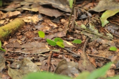worker ants carrying leaves