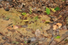 Ants
