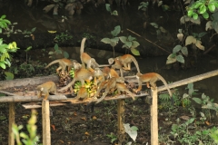 Monkeys eating bananas