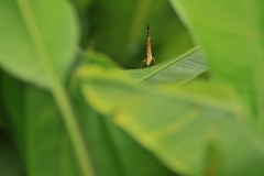 Butteryfly