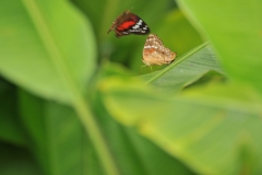 Butterfly mating