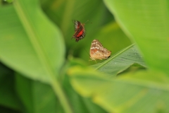 Butter fly mating