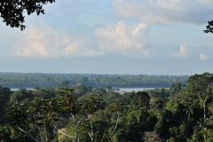 Looking across the jungle roof canopy in the rain forest