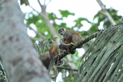 The same group of monkeys we had seen earlier in the day