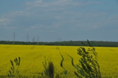 Driving the Romanian countryside outside of the Bucharest you find huge field after fields of Rape Seed.  It is a brightly colored yellow flower . It is grown for production of animal feed and most important vegetable oils and  used in home and food production.