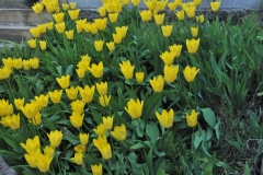 First sight of some colorful flowers tulips growing in an obscure location too. next to a stairs.