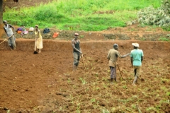 Workers in a field