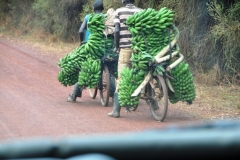 I would like to see anyone here in the Western World  ride a bike with this amount of Bananas on each bike.