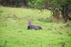 Akagera National Park lies in eastern Rwanda, hugging the border with Tanzania. It's characterized by woodland, swamps, low mountains and savannah. The varied terrain shelters wildlife including zebras, giraffes, elephants, lions and hundreds of bird species, such as the rare shoebill stork. In the southern part of the park, vast Lake Ihema is home to hippos and crocodiles.