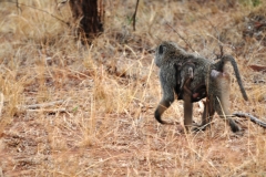 Akagera National Park covers 433 sq miles.  It was founded in 1934.  A chimpanzee   walking across the dry grass.