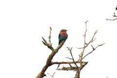 Lilac Breasted Roller