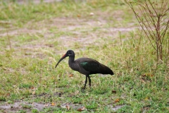 Hadda Ibis bird.  It is named for its loud three to four note calls uttered in flight especially in the mornings and evenings when they fly out or return to their roost trees.