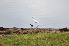 Small bird is an African Jacana with a White Great Egret
