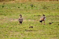2 Egyptian Geese