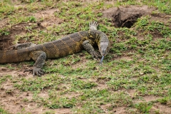 Check out the tongue on the Monitor lizzard