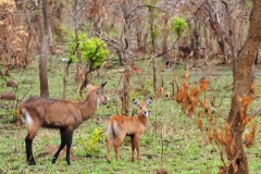 Water buck and juvenile