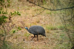 Guinea fowl