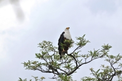 African Fish Eagle