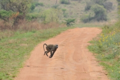 Another Chimpanzee flying across the road