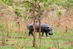 A badly injured Hippopotamus away from the lake. A likely target from other predators