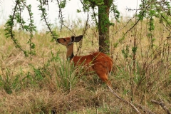 A young antelope eating