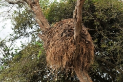 Stork Nest
