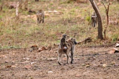 Family of Chimpanzees with a young one on the back of the adult.