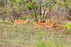 Impalas