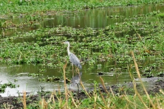 Grey Heron