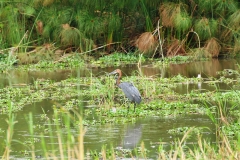 Reddish Egret