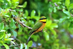 Blue Breasted Bee Eater