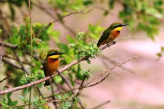 More Blue Breasted Bee Eaters