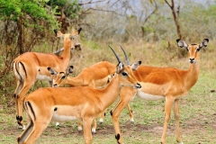 More Impalas