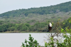 African Fish Eagle
