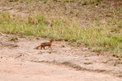 Mongoose running