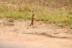 Mongoose checking something out