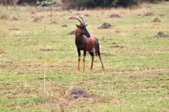 Water buck