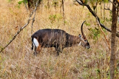 Water buck