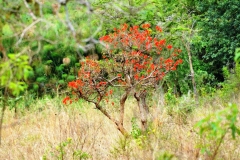 Tried to find the name of this bush with red flowers.