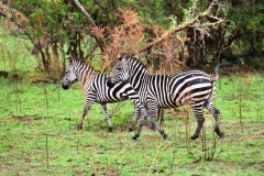 Zebras