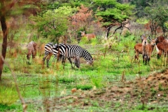 Zebras and Water bucks
