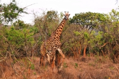 Rothschild Giraffe