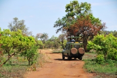 Vehicles used in the park for viewing the animals.