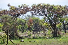 Awesome photo of a Zebra in the bush.