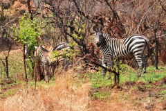 We encountered a herd of Zebras that crossed in front of us