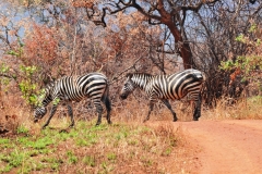 No two Zebras have the same stripe designs.