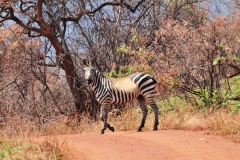 Notice the mutation in colors on this Zebra