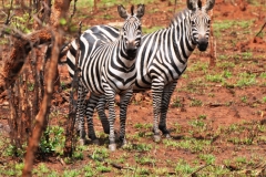 They are such gorgeous animals