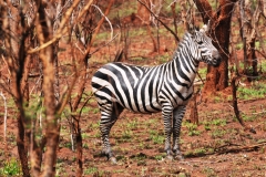 On this trip to Uganda and Rwanda the only one of the Big Five we did not see this trip was a Lion.  They are better found in the areas of Kenya and Tanzania.