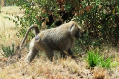Close up of Chimpanzee